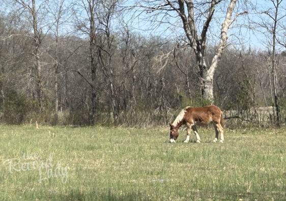 Horse at Homeplace in Stewart County, TN