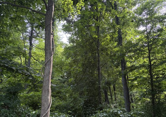 forest scene