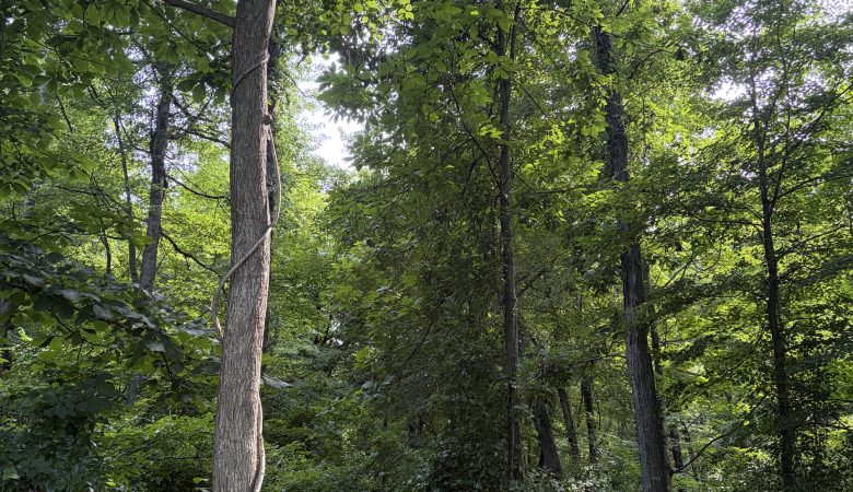 forest scene